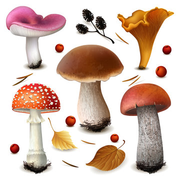 mushrooms vector set