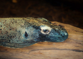 Komodo Dragon Lizard Close-up Head-shot