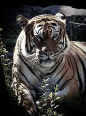 Bengal Tiger Portrait