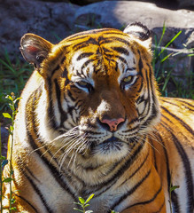 Bengal Tiger Portrait