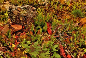 The Boundary Waters Canoe Wilderness Area is a Natural Gem in Northern Minnesota