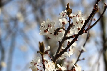 Spring flowers and bee
