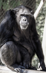 Fototapeta premium Chimpanzee Sitting Staring