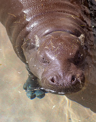 Baby Pygmy Hippopotamus in water