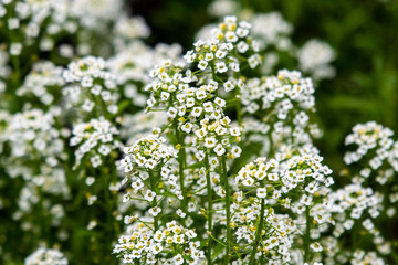 White wildflowers