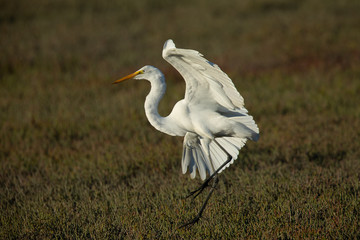 Great egret landing in beautiful light a North California marsh, forming a circular shape