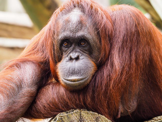 Borneo Orangutan Posing Staring