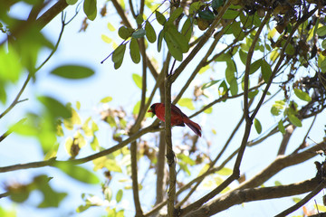 hide cardinal