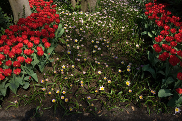 Netherlands,Lisse, a red flower in a garden
