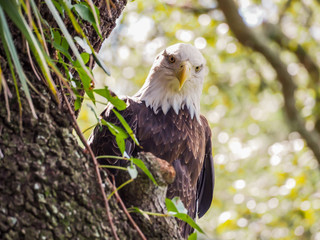Close up of Bald Eagle sitting in a tree