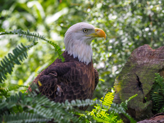 American Bald Eagle sitting in tree