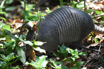 armadillo on forest