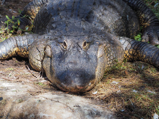 Large American Alligator Head-shot