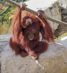 Mother and Infant Orangutans on Rope © SHrenchir