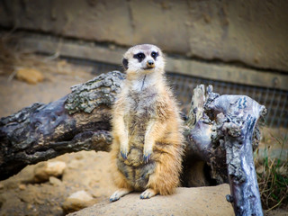 Meerkat Standing Guard