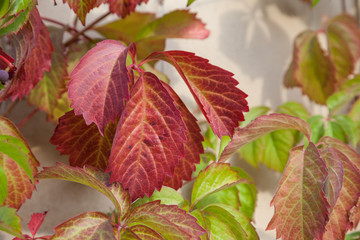 Wilder Wein, Parthenocissus quinquefolia