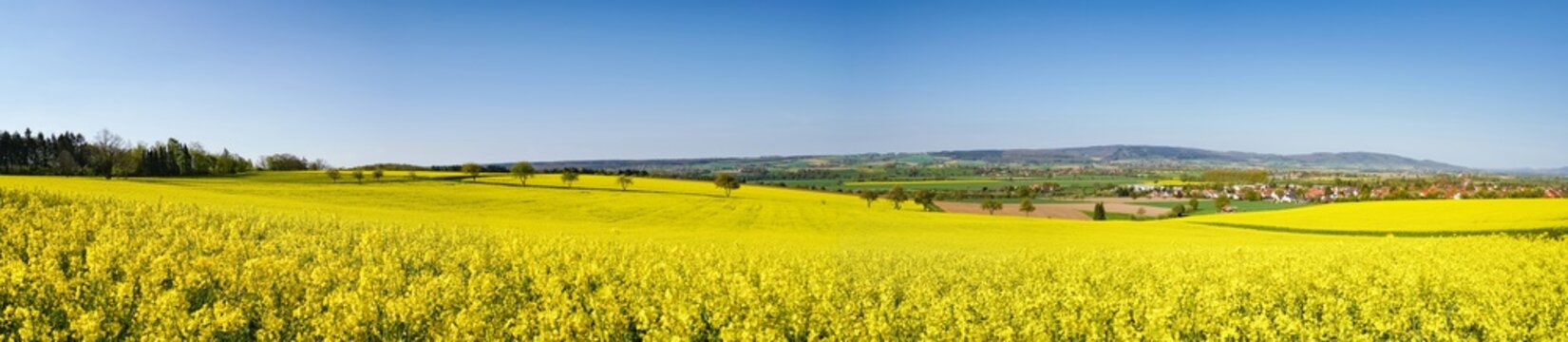 Bl&uuml;hende Rapsfelder im Weserbergland, Panorama