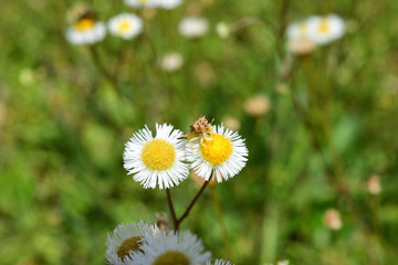 Fototapeta premium daisy and insect