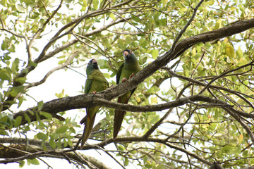 couple of parrot