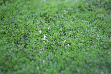 Naklejka premium green moss background