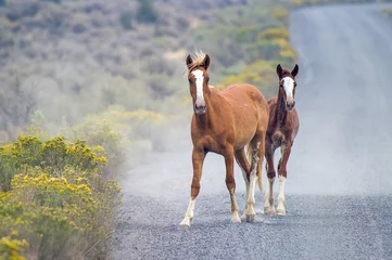 Fotobehang Wild horses still roam the high desert plains of the West. ©  Tom Fenske