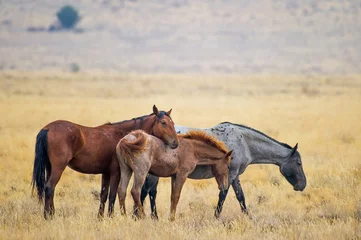 Fotobehang Wild horses still roam the high desert plains of the West. ©  Tom Fenske