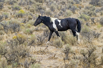 Fototapeta na wymiar Wild horses still roam the high desert plains of the West.