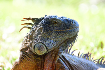 Obraz premium green iguana