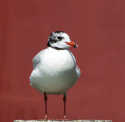 Gabbiano solitario