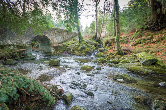 Tollymore Forest