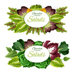 Salad leaf vegetables and green plants