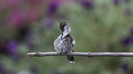 Preening