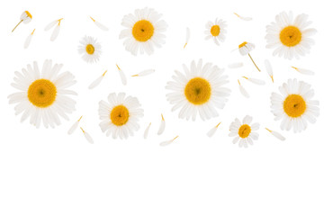 chamomile or daisies isolated on white background with copy space for your text. Top view. Flat lay