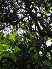 arbol granadilla enrredarera