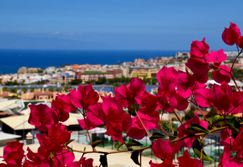 Fototapeta na wymiar Beautiful view of Costa Adeje with blooming Bougainvillea pink flowers in the foreground in Tenerife,Canary Islands,Spain.Travel concept.Selective focus.