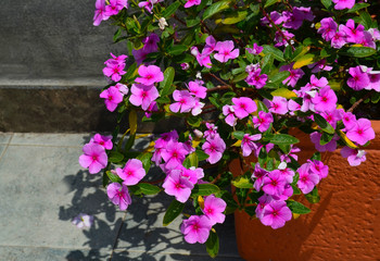 Pink blooming phlox flowers in a flower pot in the garden.Decorative gardening concept.Selective focus.