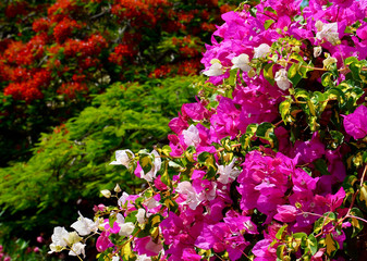 Bougainvillea with beautiful pink and white flowers in a tropical park of Tenerife,Canary Islands,Spain.Selective focus.