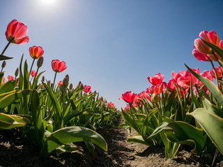 Tulips farm blossom near the famous Keukenhof