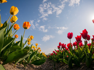 Super colorful tulips farm blossom around Leiden country side