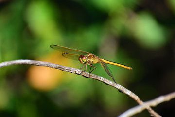 dragonfly on branch