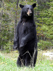 Fototapeta na wymiar ours noir