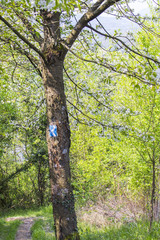 Fototapeta premium Wanderlust at the Rheinsteig trail