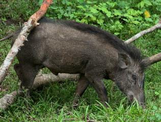 a wild boar