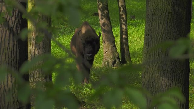 The European bison (bonasus), known as wisent or the European wood bison. It is one of two extant species of bison, alongside the American bison in forest