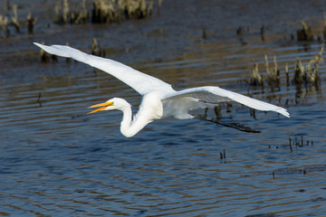 Great egret flying in beautiful light in a North California marsh, and opening his beak