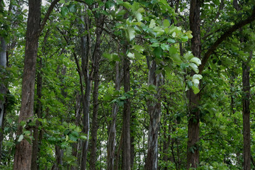Teak (Tectona grandis) forest