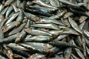 sardines placed for sell