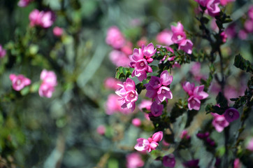 Deep pink flowers of the Australian Native Rose, Boronia serrulata, family Rutaceae, Royal National Park, Sydney, NSW, Australia. Spring flowering. Copy space for text.