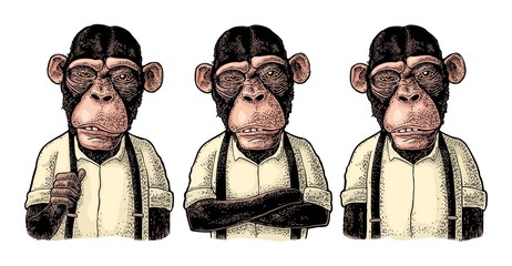 Fototapeta premium Małpi biznesmen w koszuli i pończochach. Różne pozy. Rytownictwo