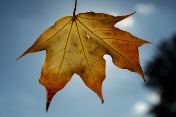 Autum Maple Tree Leaf